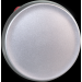  COMETE BP NF SILVER 